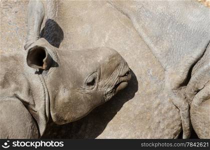 Baby Rhinoceros, nuzzling flank of its mother