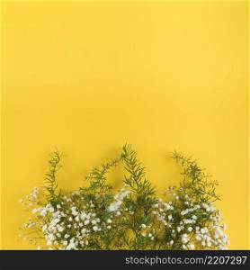 baby s breath flowers leaves against yellow background