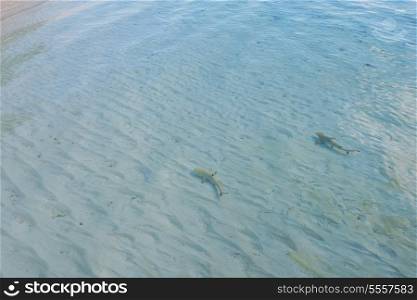 baby shark in ocean shalow water