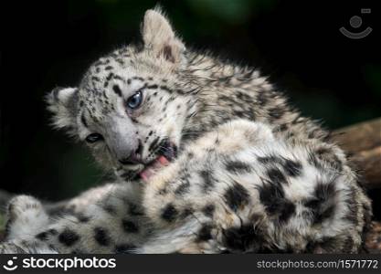 Baby snow leopard (Panthera uncia). Young snow leopard licks its fur.