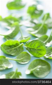 baby spinach leaves over blue background
