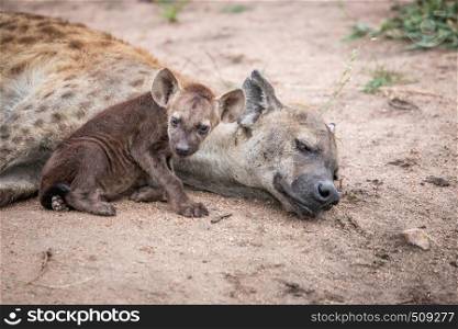 Baby Spotted hyena with his mother in the Kruger National Park, South Africa.