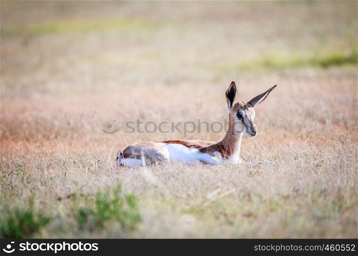 Baby Springbok laying in the grass in the Kgalagadi Transfrontier Park, South Africa.