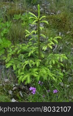 Baby spruce with fresh green branches and purple flowers in a meadow, Varmland, Sweden.