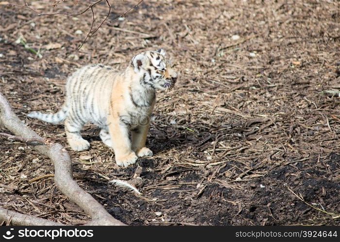 Baby tiger. Tiger cub standing on the forest floor