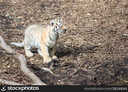 Baby tiger. Tiger cub standing on the forest floor