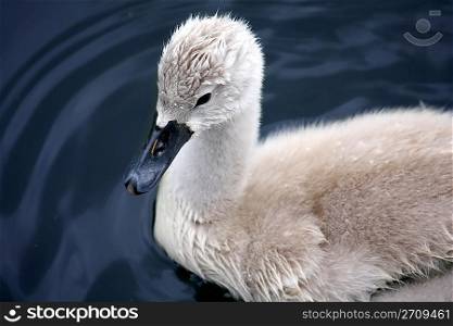 Baby Trumpeter Swan