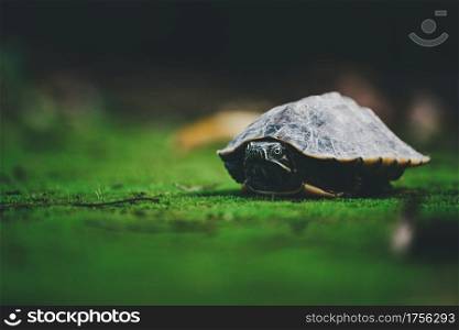 Baby turtle on green moss in nature Background