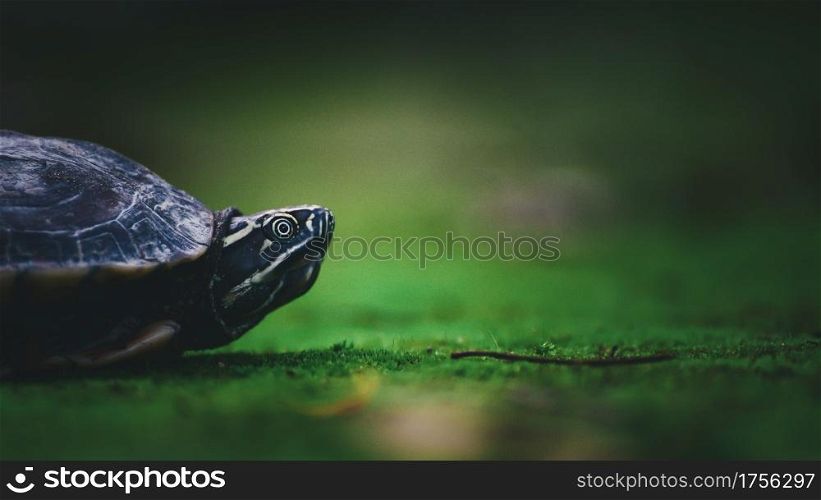 Baby turtle on moss in nature