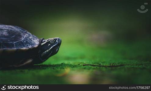Baby turtle on moss in nature