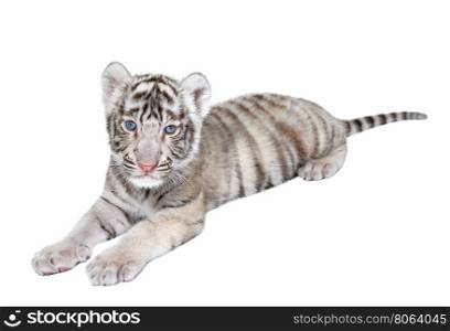 baby white bengal tiger isolated on white background