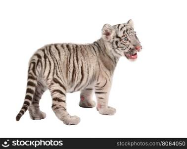baby white bengal tiger isolated on white background