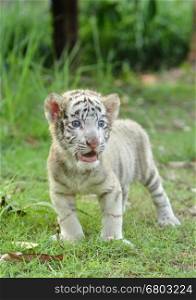 baby white bengal tiger standing on green grass