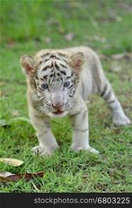 baby white bengal tiger standing on green grass