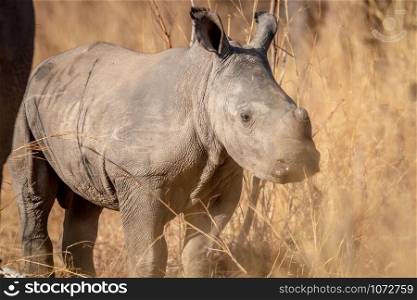 Baby White rhino calf in the high grass in the Welgevonden game reserve, South Africa.