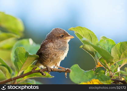 Baby whitethroat sitting on the branch (Common Whitethroat ? Sylvia communis)