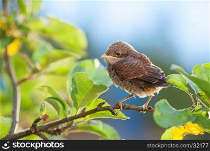 Baby whitethroat sitting on the branch; copy space. (Common Whitethroat ? Sylvia communis)