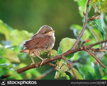 Baby whitethroat sitting on the branch, leaves on the background (Common Whitethroat ? Sylvia communis)