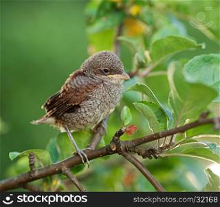 Baby whitethroat sitting on the branch, leaves on the background (Common Whitethroat ? Sylvia communis)
