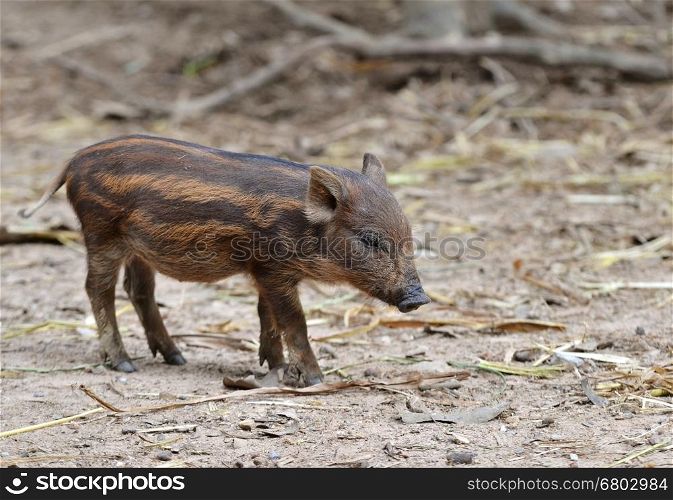 baby wild boar in nature