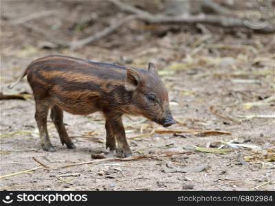 baby wild boar in nature