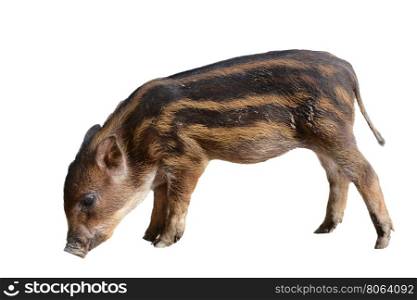 baby wild boar isolated on white background