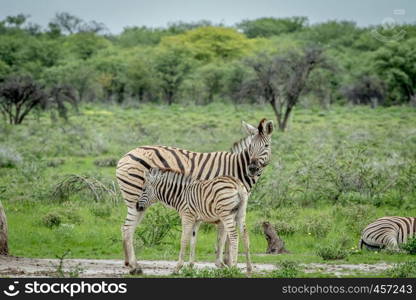 Baby Zebra suckling from his mother in the Etosha National Park, Namibia.