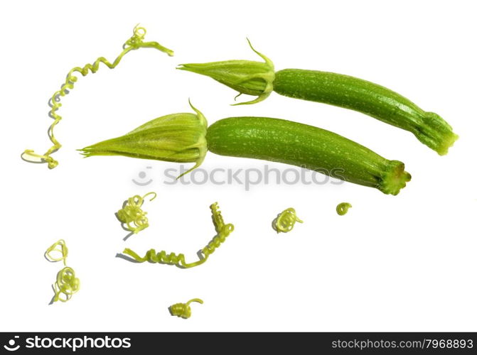 Baby zucchini and tendril