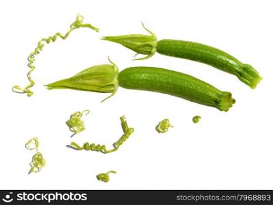 Baby zucchini and tendril