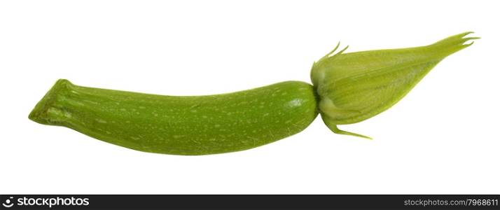 Baby zucchini with bud