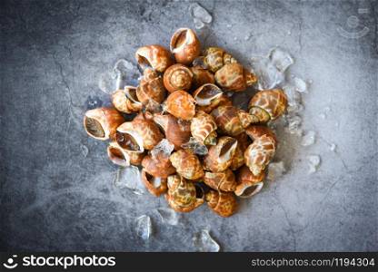 Babylonia areolata shellfish seafood on ice ready for eat or cooked / Spotted babylon Sea shell limpet