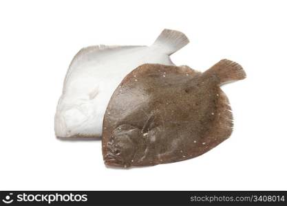 Back and front of a Brill fish on white background