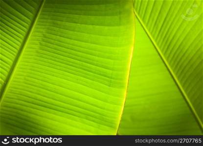 Back light in overlapping green banana leaves.