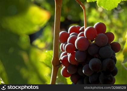 Back-light view of red grapes wainting for the harvest; Nebbiolo variety, italian vineyards