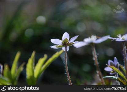 Back lit Hepatica flowers - the springtime symbols