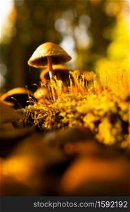 Back lit mushroom on the forest floor. Vertical photo with selective focus. Forest theme. Back lit mushroom on the forest floor.