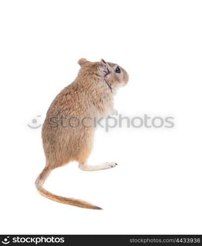 Back of a funny gergil isolated on a white background
