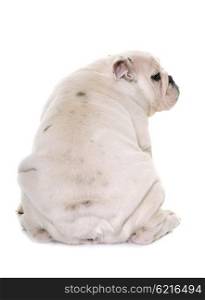 back of puppy english bulldog in front of white background