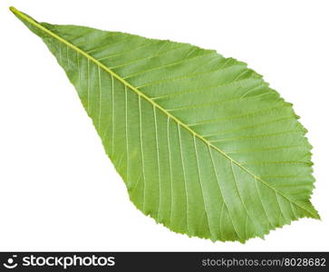 back side of Aesculus hippocastanum tree (horse chestnut, conker tree) green leaf isolated on white background