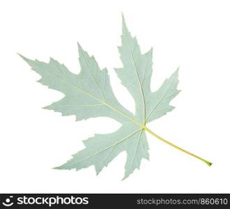 back side of fresh leaf of Silver Maple tree (Acer Saccharinum) isolated on white background