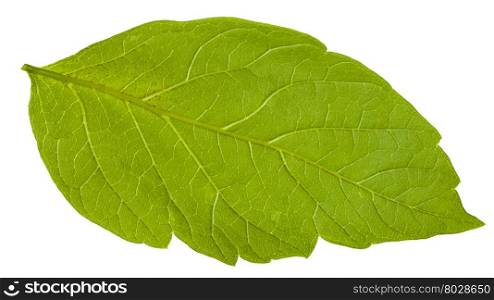 back side of green leaf of Acer negundo (maple ash) tree isolated on white background