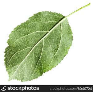 back side of green leaf of Apple tree (Malus domestica) isolated on white background