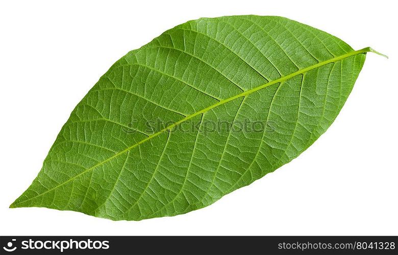 back side of green leaf of Common Walnut tree (Juglans regia, Persian Walnut, English Walnut) isolated on white background