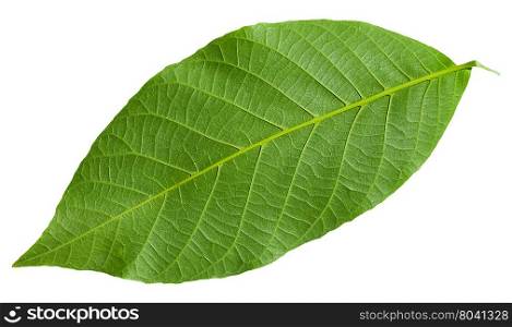 back side of green leaf of Common Walnut tree (Juglans regia, Persian Walnut, English Walnut) isolated on white background