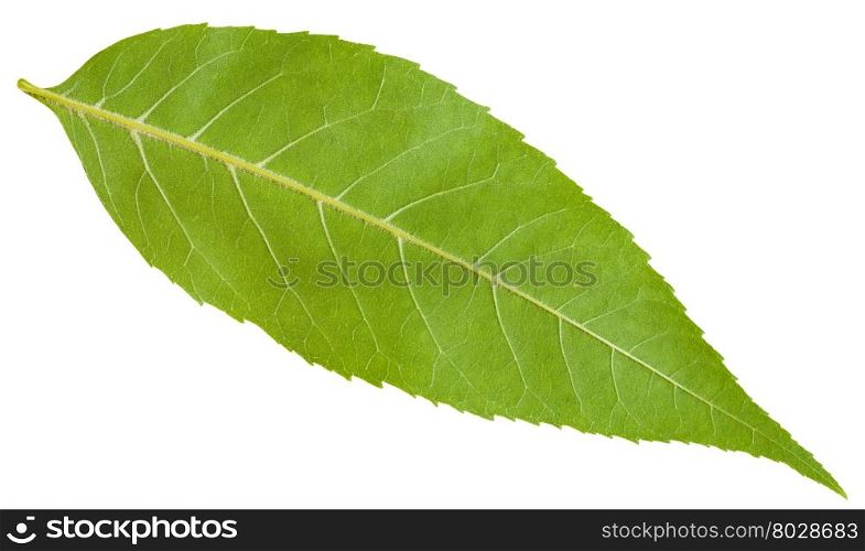 back side of green leaf of Fraxinus excelsior tree (ash, European ash, common ash) isolated on white background