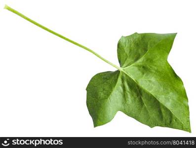 back side of green leaf of hedera (ivy) plant isolated on white background