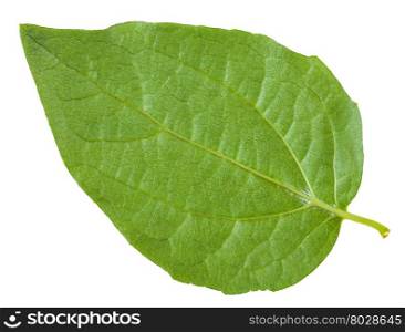 back side of green leaf of Honeysuckle Shrub isolated on white background