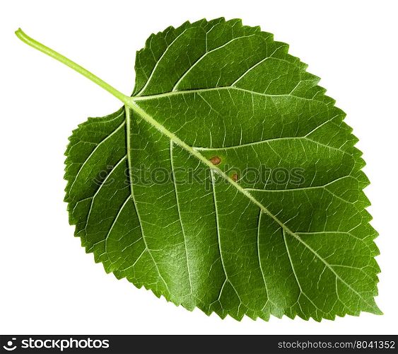 back side of green leaf of Morus tree ( black mulberry, blackberry, Morus nigra) isolated on white background