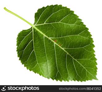 back side of green leaf of Morus tree ( black mulberry, blackberry, Morus nigra) isolated on white background