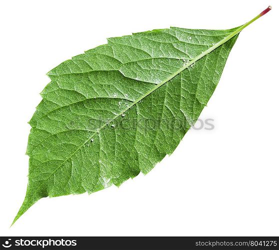 back side of green leaf of Parthenocissus plant (Parthenocissus quinquefolia) isolated on white background